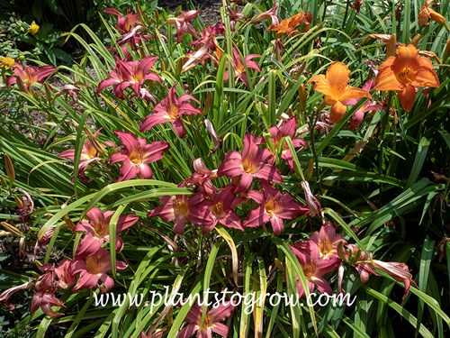 Little Jack Daylily (Hemerocallis)
24